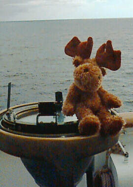 Moose picture