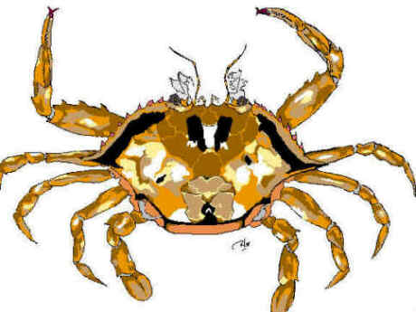 crab1 picture