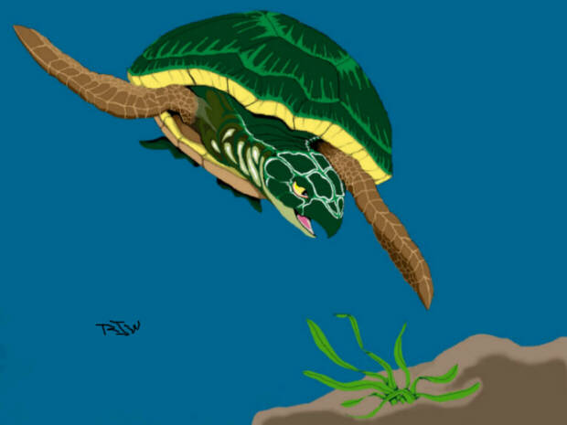 turtle picture