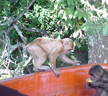 monkeys: we were more afraid of the monkeys than they were of us. It was amazing to get this close to wild animals.