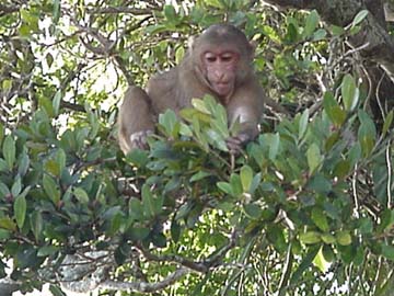 monkey island: watch out for the dominant male monkey, he was very protective of his territory